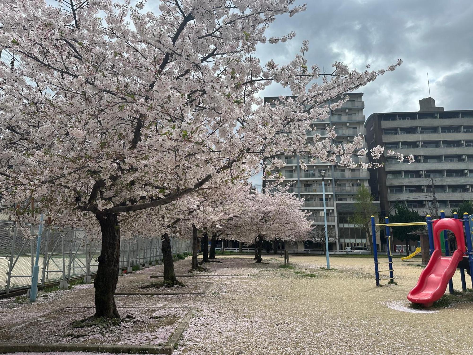 Apartment 樱花原舍难波南-新楼新房 *